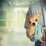 Diarrhea in Chihuahua