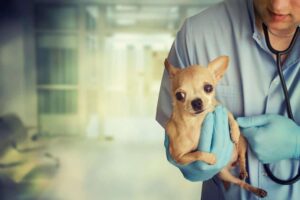 Read more about the article Diarrhea in Chihuahua