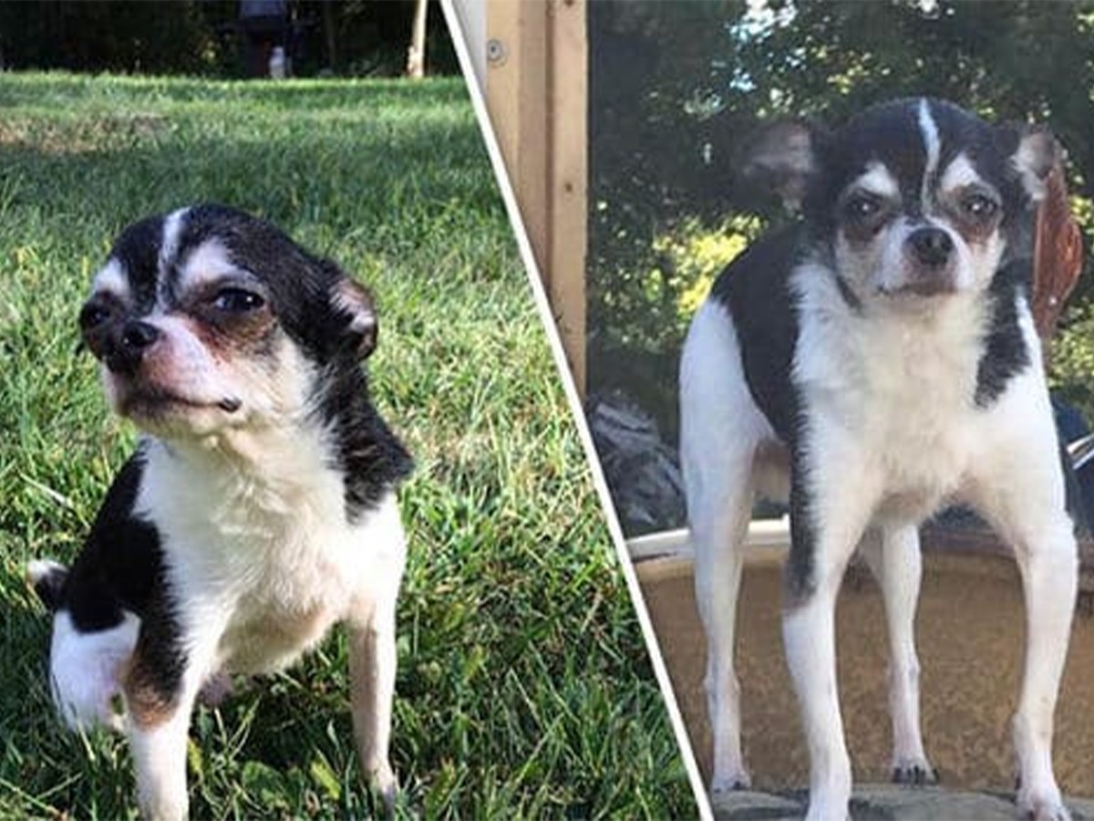 Read more about the article This Tiny Chihuahua Ate His Owner