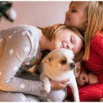 12 Ways to Prepare Your Chihuahua for Christmas