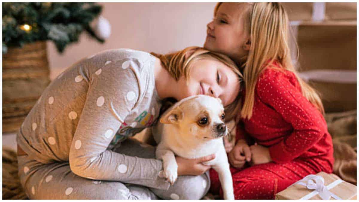 Read more about the article 12 Ways to Prepare Your Chihuahua for Christmas