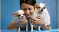 7 Ways to Know if Your Chihuahua Bonded to You