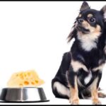 Ask A Vet: Can I Give My Dog Cheese?