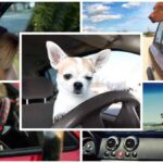 Best Cars for Dog Owners