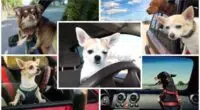 Best cars for dog owners 2021