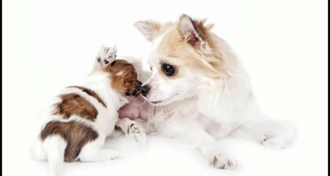Birth and Breastfeeding for Chihuahuas
