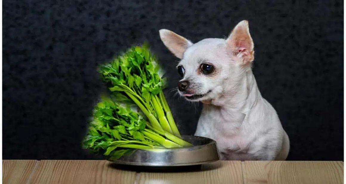 Can Chihuahua Eat Celery