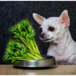 Can Chihuahuas Eat Celery​?