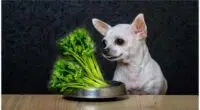 Can Chihuahua Eat Celery