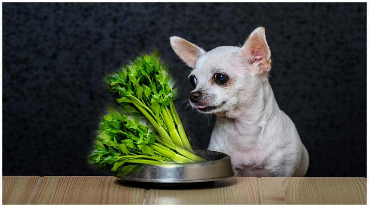 Can Puppies Eat Celery / Can Dogs Eat Celery, A PlantBased Question