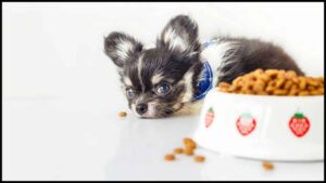 Read more about the article Can Chihuahuas Eat Daal Rice?