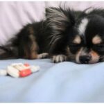 Can Chihuahuas Catch Human Colds?