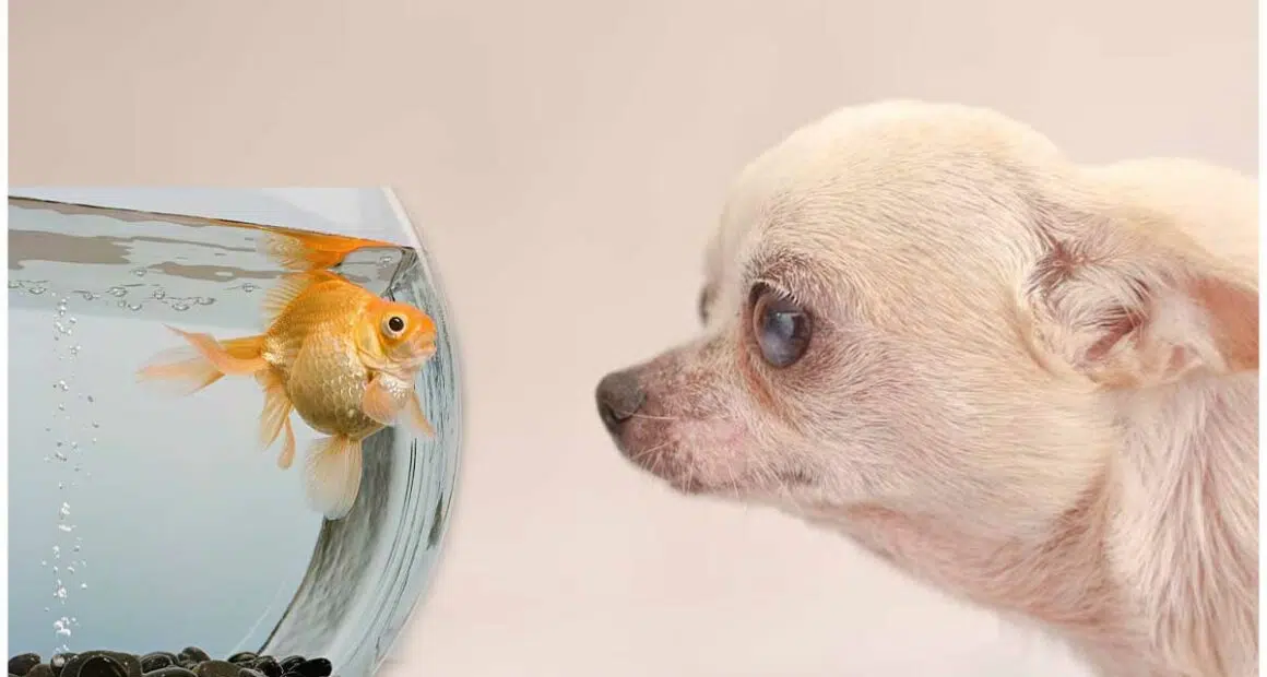 Can Dogs Live with Fish 2