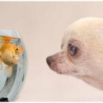 Can Chihuahuas Live with Fish?