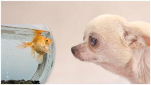 Read more about the article Can Chihuahuas Live with Fish?