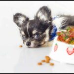 Can Chihuahuas Eat Hot Spice?