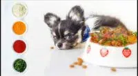 Can chihuahua Taste Hot Spice