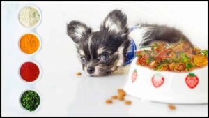 Read more about the article Can Chihuahuas Eat Hot Spice?