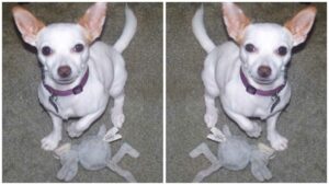 Read more about the article Watch What this Chihuahua Does At a Nursing Home