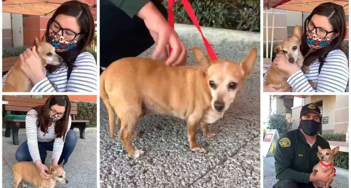 Chihuahua Sweet Pea Is Reunited With Her Owner After Being Lost For 5 Years