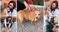 Chihuahua Sweet Pea Is Reunited With Her Owner After Being Lost For 5 Years