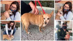 Read more about the article Chihuahua ‘Sweet Pea’ is Reunited With Her Owner After 5 Years