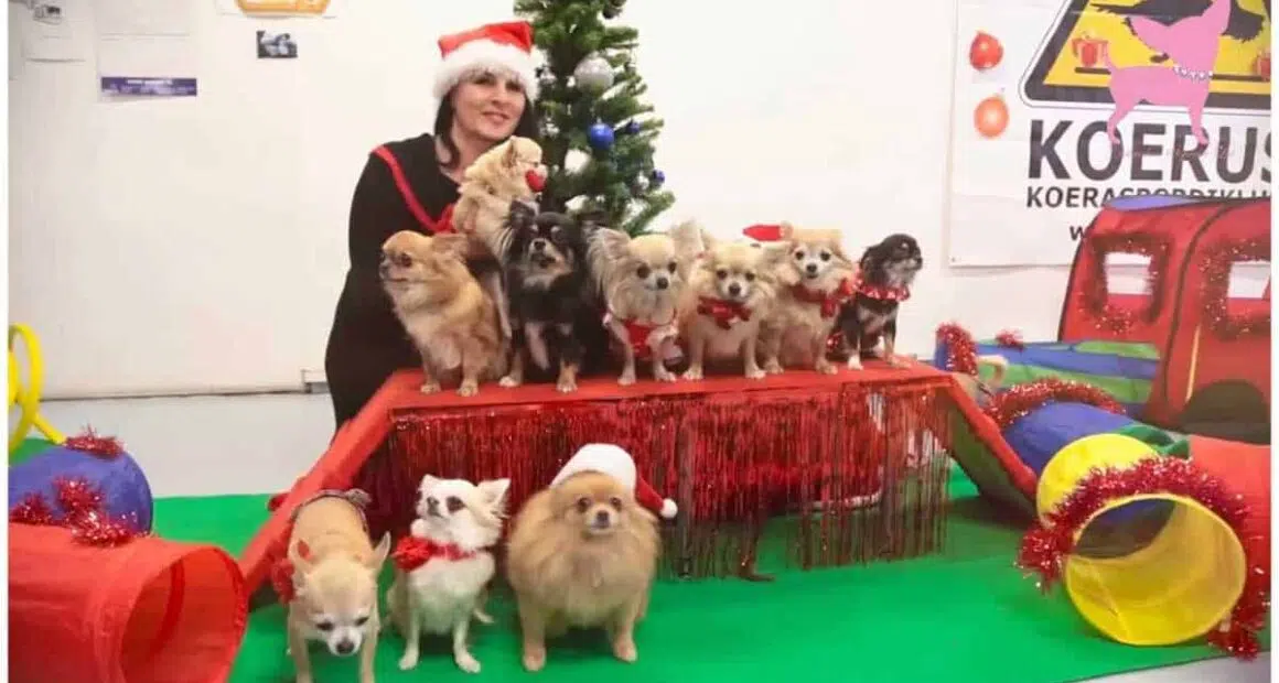 Cute chihuahua dog Christmas party