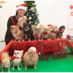 Cute Chihuahua Christmas Party