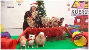 Read more about the article Cute Chihuahua Christmas Party