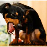 Kennel Cough in Chihuahuas