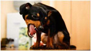 Read more about the article Kennel Cough in Chihuahuas