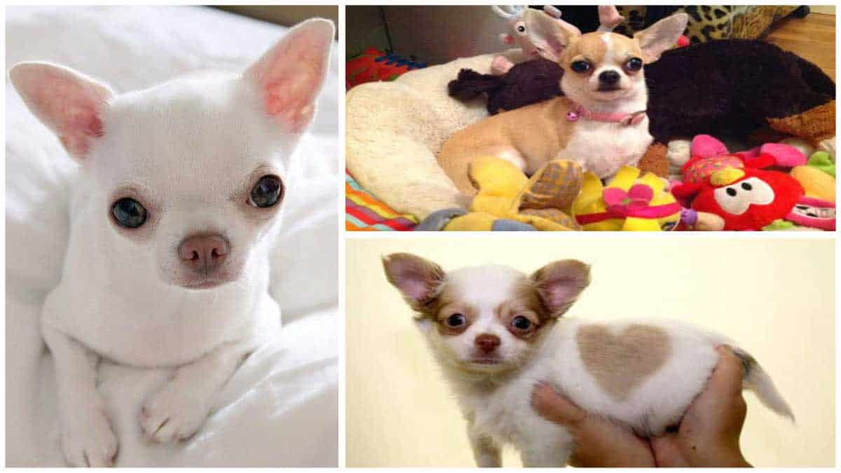 Different Types of Colors & Markings of Chihuahua Dog Breeds
