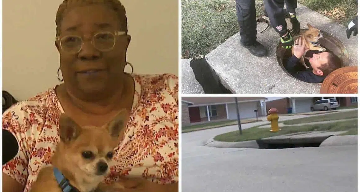 First responders reunite the 12 year old dog with family after pooch goes missing overnight