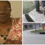 Family Reunites with 12-Year-Old Chi After Pooch Goes Missing