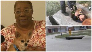 Read more about the article Family Reunites with 12-Year-Old Chi After Pooch Goes Missing