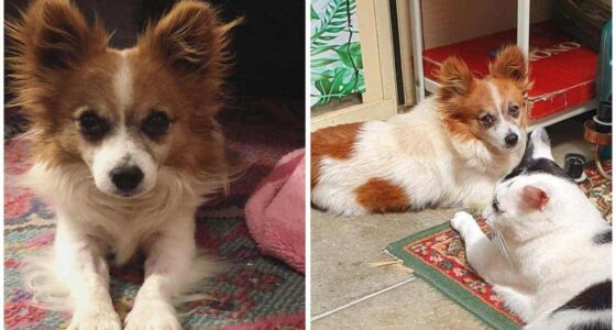 Found as a stray with a massive tumor this brave dogs story of survival is nothing short of inspirational