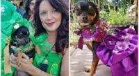 From Wags to Riches One Pups Fashionable Journey to Superstar Status