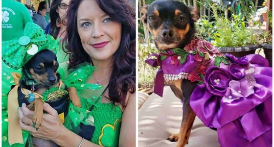 From Wags to Riches One Pups Fashionable Journey to Superstar Status