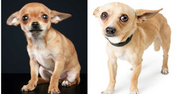 How To Overcome Fear In Your Dog