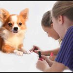 Top Tips on Cutting Your Chihuahua Nails