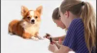 How to Safely Paint Your Dogs Nails