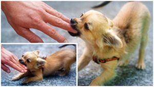 Read more about the article How to Deal with a Chihuahua’s Jealousy of a Partner