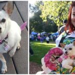 Julie the Chihuahua and Her Story