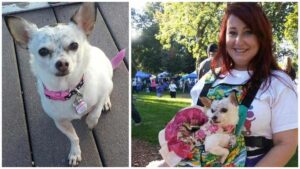 Read more about the article Julie the Chihuahua and Her Story