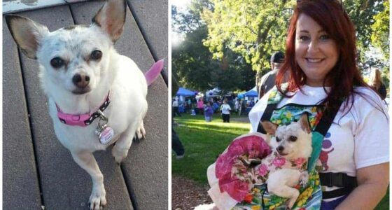 Julies Chihuahua Story