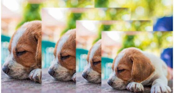 Lawsuit New Brighton woman lost thousands in online puppy scam