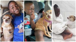 Read more about the article Little Boy’s Life Changes After Meeting a Chihuahua