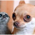 Abandoned Baby Meerkat Finds a New Chihuahua Mother