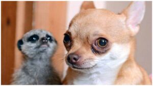 Read more about the article Abandoned Baby Meerkat Finds a New Chihuahua Mother