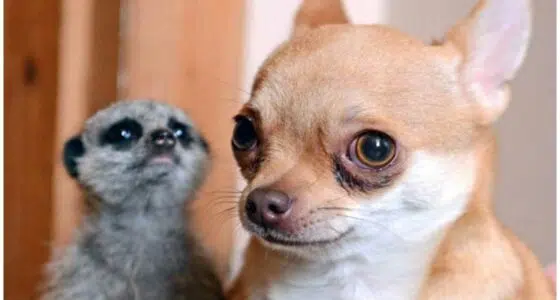 Meerkat abandoned at birth finds a new mother a Chihuahua called Kimi who was having a phantom pregnancy